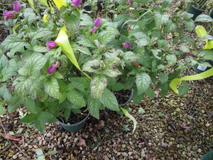lot 244 image: Chelone Hot Lips