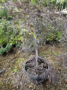 lot 239 image: Japanes Maple
