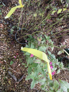 lot 245 image: Chelone Hot Lips