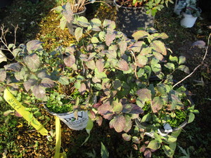 lot 234 image: Double Play Blue Kazoo Hydrangea