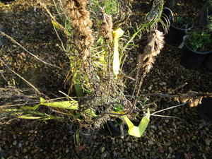 lot 241 image: Prairie Blazing Star - Liatris