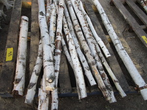 lot 98 image: White Birch Poles