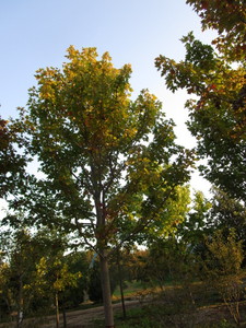 lot 74 image: Autumn Blaze Maple