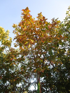 lot 51 image: Northern Pin Oak