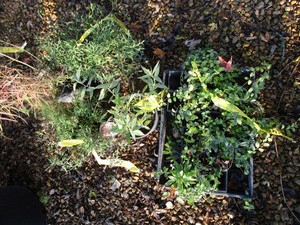 lot 248 image: Perennial Group