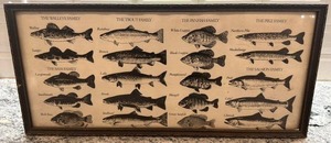 lot 69 image: Framed Vintage Fish Identification Print 9.5 x 20.5 Inches
