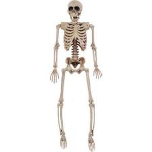 lot 1 image: 5 ft. Skeleton
