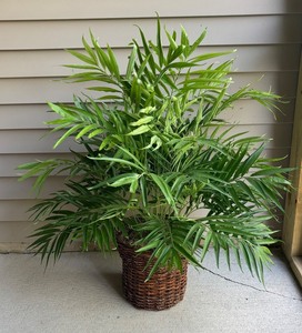 lot 96R image: LL - Faux Palm Plant in Woven Basket Planter