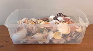 lot 140R image: LL - Bin of Assorted Seashells and Sea Glass