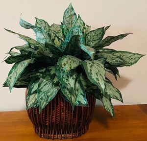 lot 48C image: LL - 29-Inch Artificial Greenery Plant in Wicker Basket Planter