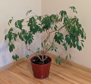 lot 51 image: LR - Schefflera Umbrella Plant in Decorative Red Pot - 3ft High
