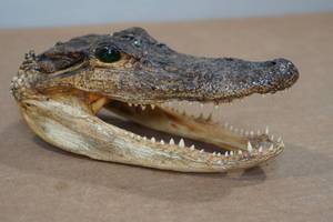 lot 108 image: Florida Taxidermied 7 Alligator Head