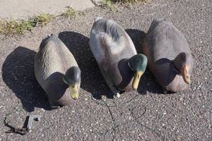 lot 153 image: Duck Decoys