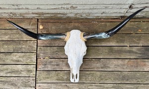 lot 1Y image: Bull Skull with Horns Wall Decor - Purchased from Ranch in Texas