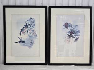 lot 37 image: Fine Art Avian Print Pair - Eugenia Imperatrix - Glaucis Lanceolata