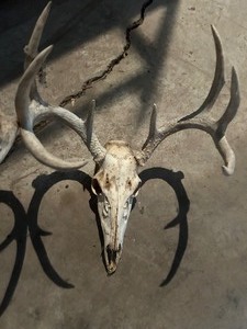 lot 2 image: Deer Antlers