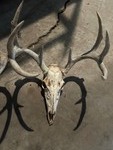 Deer Antlers