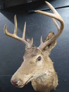 lot 20 image: VINTAGE DEER MOUNT