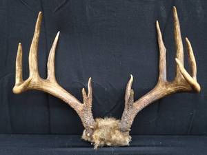 lot 76 image: 15 PT. DEER ANTLERS