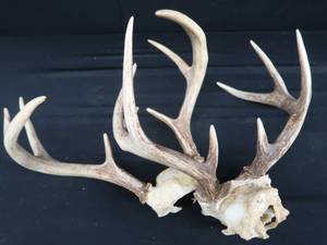 lot 88 image: 2 SETS OF ANTLERS