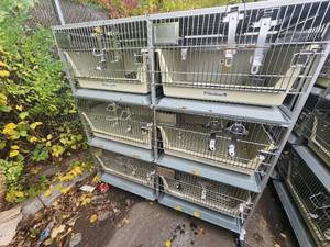 lot 1E image: Animal Cages (#5)