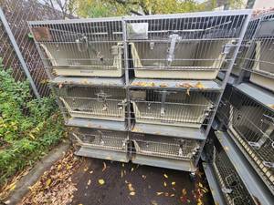 lot 5A image: Animal Cages (#12)