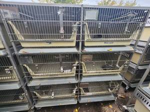 lot 5H image: Animal Cages (#19)