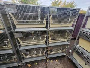 lot 5I image: Animal Cages (#20)