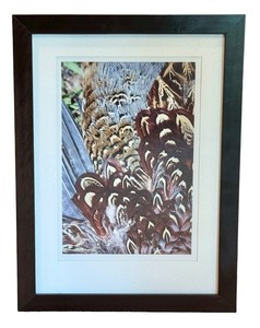 lot 30A image: Framed David Matthew Photographic Print of Pheasant Feathers