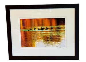 lot 48AA image: LLBR - David Matthew Signed Photographic Print Geese on Lake, Professionally Framed