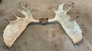 lot 49C image: G - Large Set of Moose Antlers