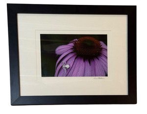 lot 198 image: LL - Framed Photographic Print by David Mathew, Spider on Purple Flower