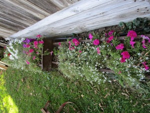 lot 137 image: Hog Troughs - Planters