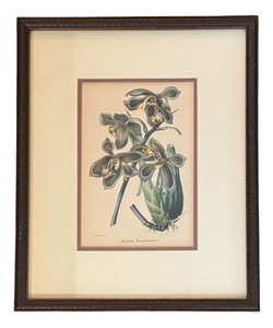 lot 109R image: LR - Houllletia Brocklehurstiana Print by  S. Holden