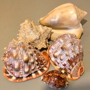 lot 270K image: LL - Collection of 5 Natural Seashells, Largest 5.5 Inches