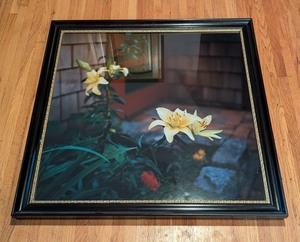 lot 247 image: UL - Large Framed Photograph of Yellow Lilies 33.5 x 33.5 Inches
