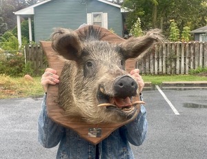 lot 277 image: Awesome Vintage Genuine Boars Head Taxidermy Mount