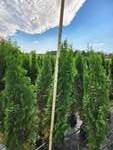Emerald Green Arborvitae 5' - 6'