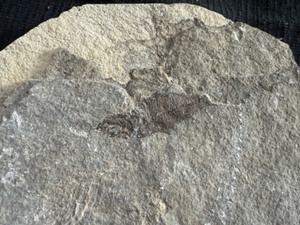 lot 26 image: Cool Fish Fossil