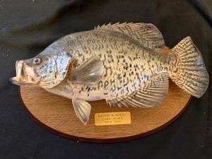 lot 74A image: Fish Mount--Change the Name & Make It Yours