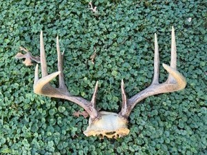 lot 74 image: 10 Point Non-Traditional Deer Antler Mount