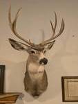 Deer Wall Mount