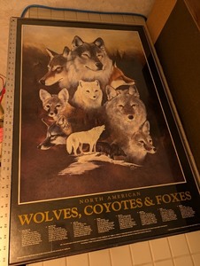 lot 275 image: Framed North American Wolves, Coyotes & Foxes Wildlife Art Poster 24x36