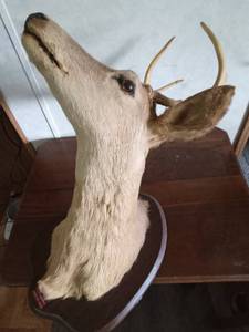 lot 25 image: 5pt Buck head mount