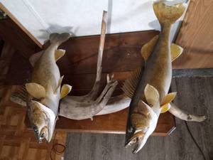 lot 26 image: Double walleye mount