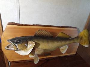 lot 27 image: Walleye mount