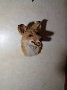 lot 29 image: Red fox head mount
