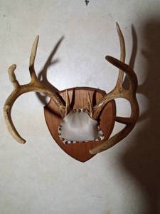 lot 30 image: 10pt Buck antlers