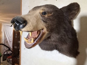 lot 33 image: Black bear shoulder mount