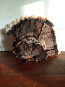 lot 34 image: Fan of turkey feathers